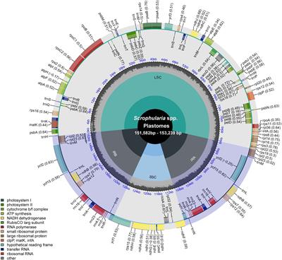 Comparative plastome analyses and evolutionary relationships of 25 East Asian species within the medicinal plant genus Scrophularia (Scrophulariaceae)